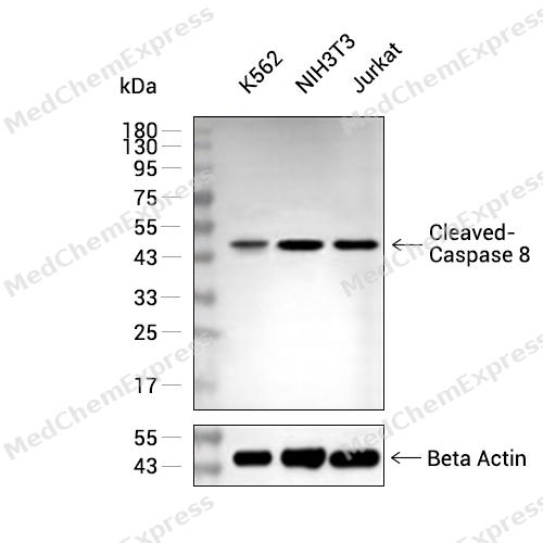 Cleaved-Caspase 8 Antibody (YA792) 产品图片