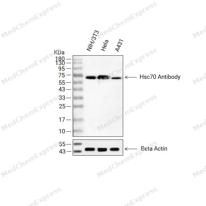 HSC70 Antibody (YA360) 产品图片