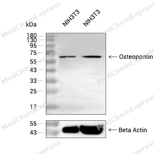 Osteopontin Antibody 产品图片