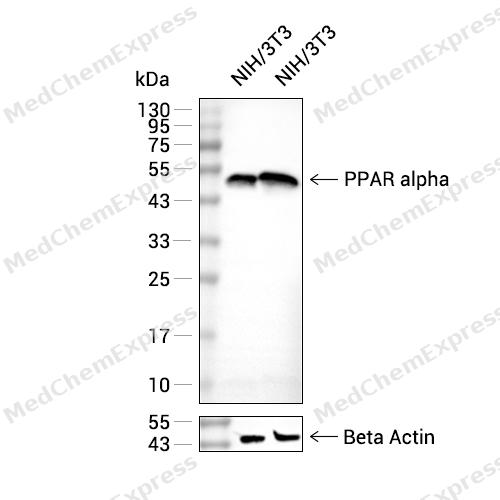 PPAR alpha Antibody 产品图片