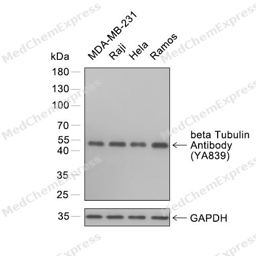 Beta Tubulin Antibody (YA839) 产品图片