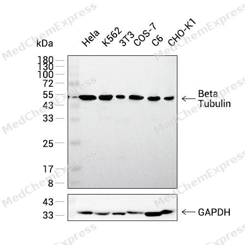 Beta Tubulin Antibody (HRP) (YA865) 产品图片