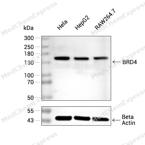 BRD4 Antibody (YA3486) 产品图片