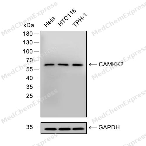 CAMKK2 Antibody 产品图片