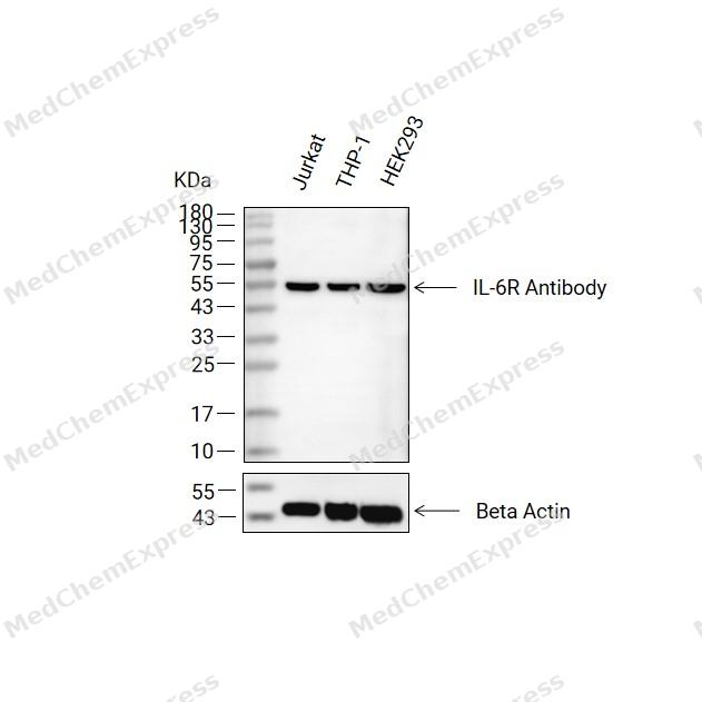 IL-6R Antibody 产品图片