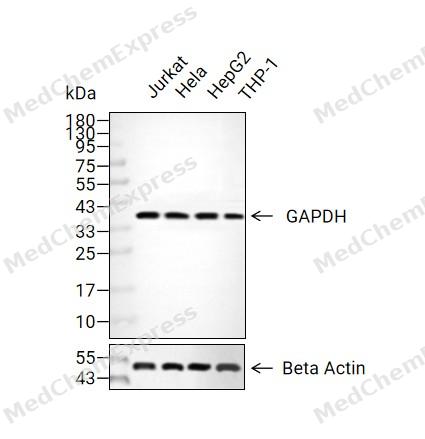 GAPDH Antibody (YA3641) 产品图片