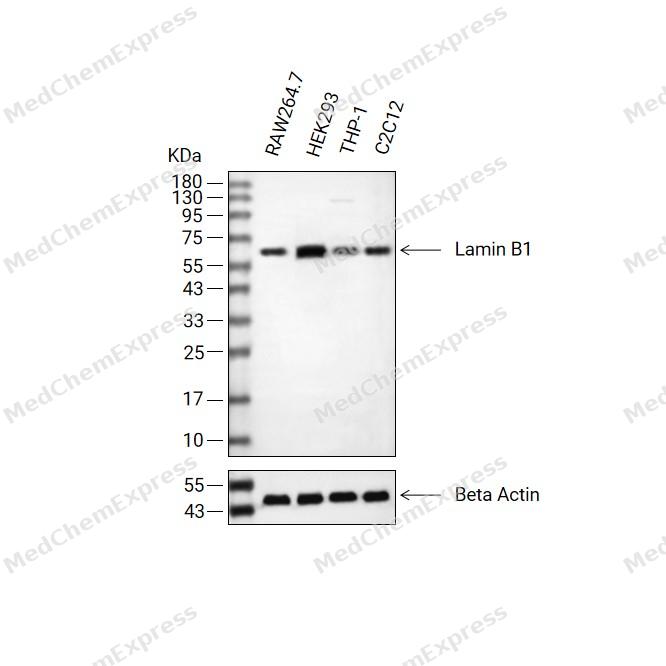 Lamin B1 Antibody (YA3871) 产品图片