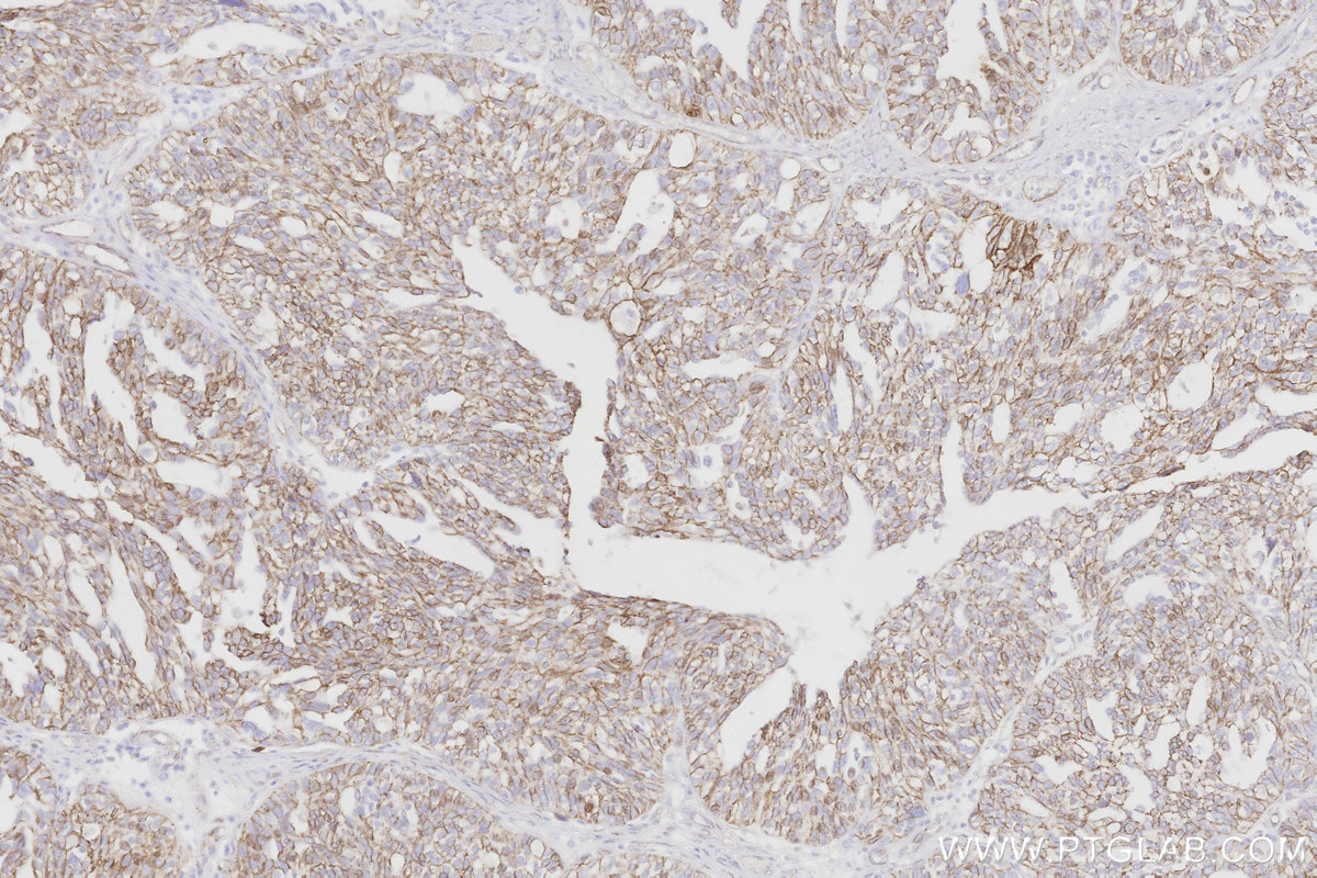 Multi-rAb® Biotin-Goat Anti-Mouse Recombinant Secondary Antibody (H+L) (Cat No. RGAM009 ) 应用 WB, IHC, ELISA 偶联物 Biotin 反应性 mouse Host Goat From ¥230 - 产品图片