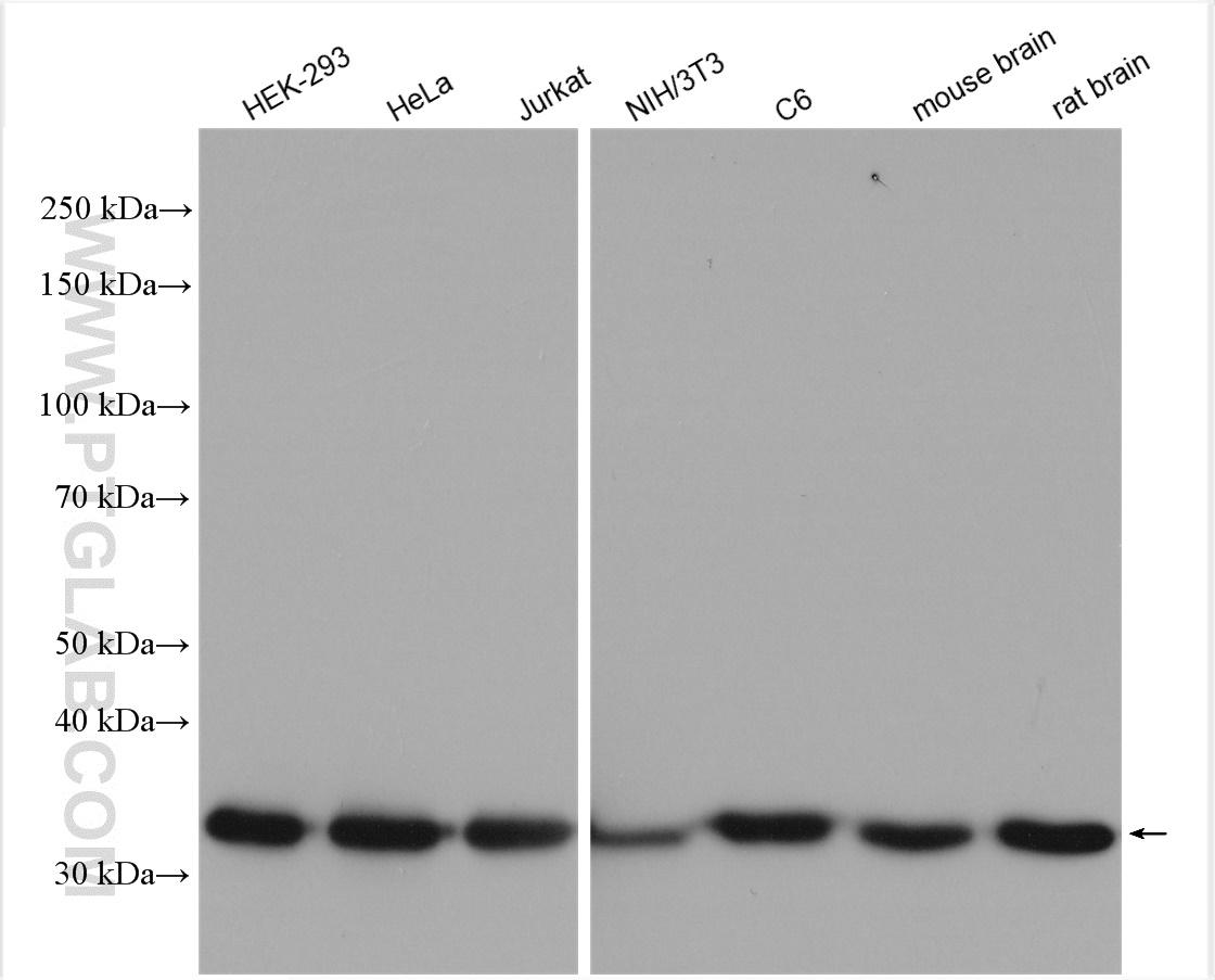 6,208 Publications GAPDH Polyclonal antibody Reactivity: Human, Mouse, Rat, Pig, Arabidopsis, Corn, Cabbage, Rice and mo 产品图片