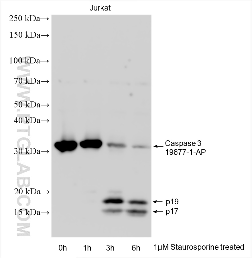 KD/KO Validated 2,080 Publications Caspase 3/p17/p19 Polyclonal antibody Reactivity: Human, Mouse, Rat, Bovine, Chicken, 产品图片
