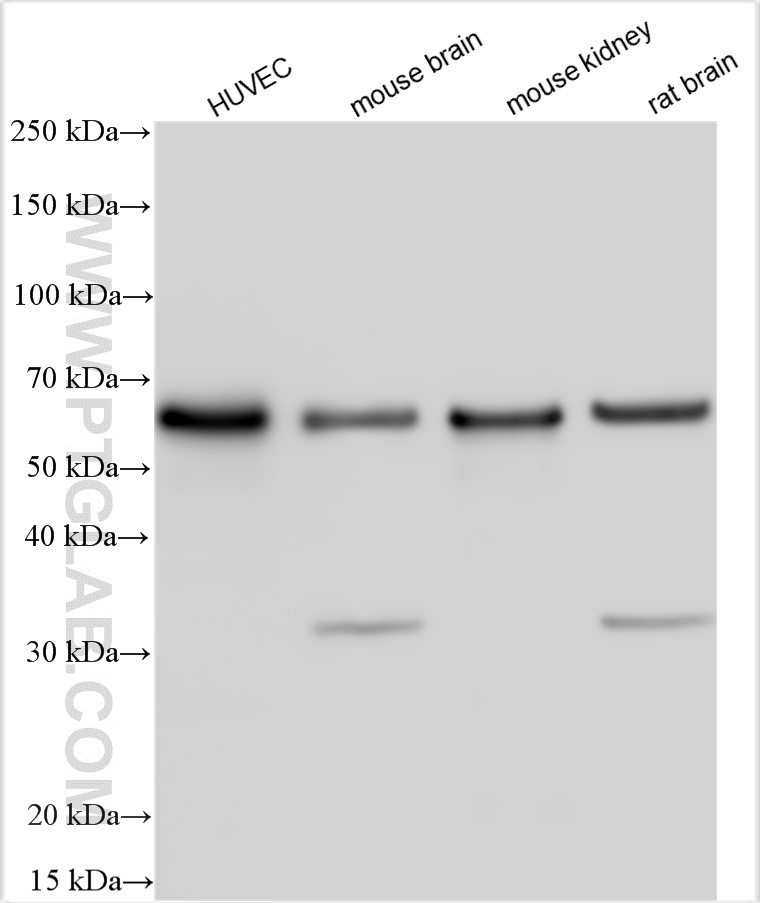 Occludin Polyclonal antibody (27260-1-AP unconjugated version + 2 more conjugates/formats Immunogen Domain: 360-522aa) 1309引用文献 宿主/亚型 Rabbit / IgG 反应性 产品图片