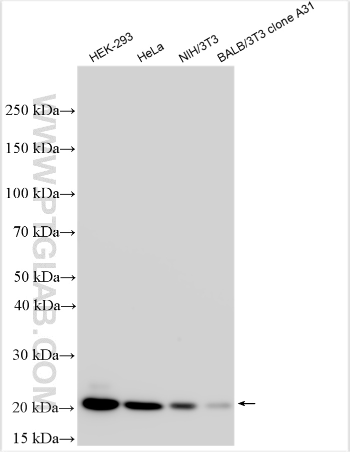 KD/KO Validated 3,060 Publications BAX Polyclonal antibody Reactivity: Human, Mouse, Rat, Chicken, Goat, Hamster, Pig, R 产品图片