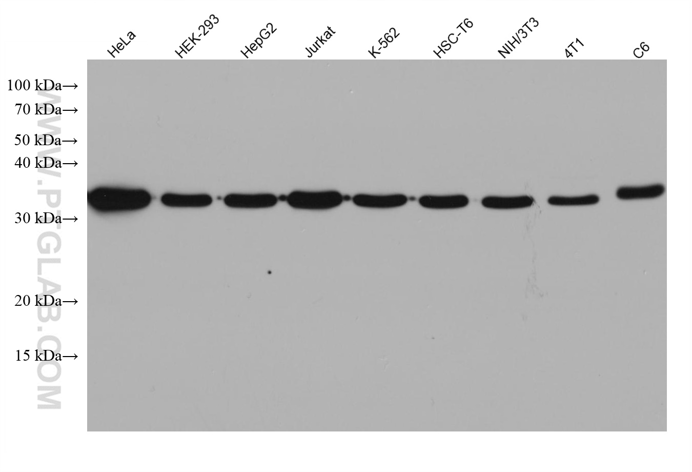 10,308 Publications GAPDH Monoclonal Antibody Reactivity: Human, Mouse, Rat, Yeast, Plant, Zebrafish, Bovine and more (9 产品图片