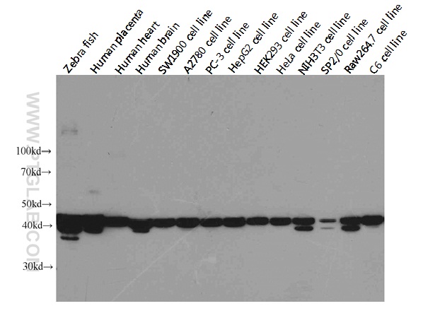 3,003 Publications Beta Actin Monoclonal antibody Reactivity: Human, Mouse, Rat, Pig, Plant, Zebrafish And More (10) App 产品图片