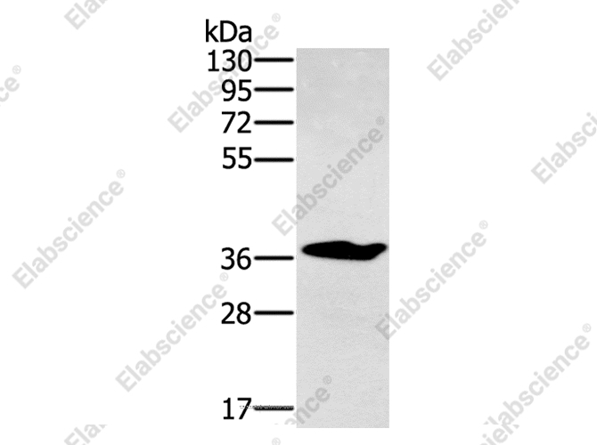 NOV Antibody 产品图片