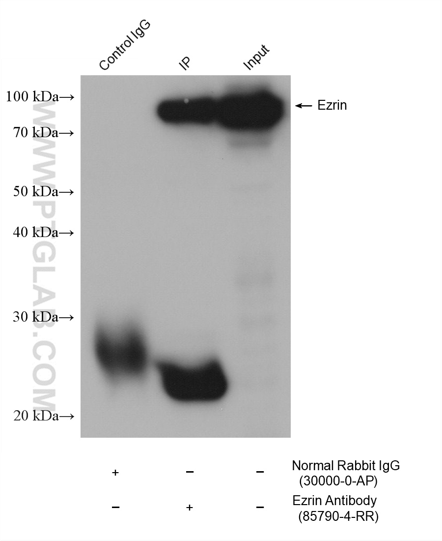 HRP-Goat Anti-Rabbit IgG Light Chain Specific Recombinant Secondary Antibody (Cat No. RGAR401 ) 应用 IP-WB, WB, ELISA 偶联物 HRP 反应性 Rabbit Host Goat From 产品图片