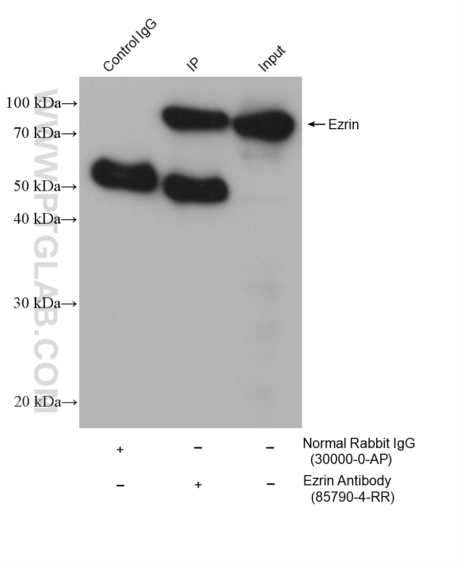 HRP-Goat Anti-Rabbit IgG Heavy Chain Specific Recombinant Secondary Antibody (Cat No. RGAR501 ) 应用 IP-WB, WB, ELISA 偶联物 HRP 反应性 Rabbit Host Goat From 产品图片