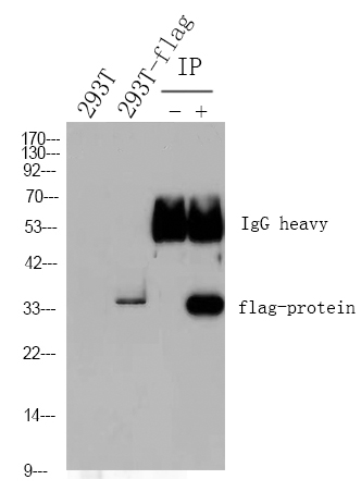 Goat Anti Mouse IgG(H+L) 产品图片
