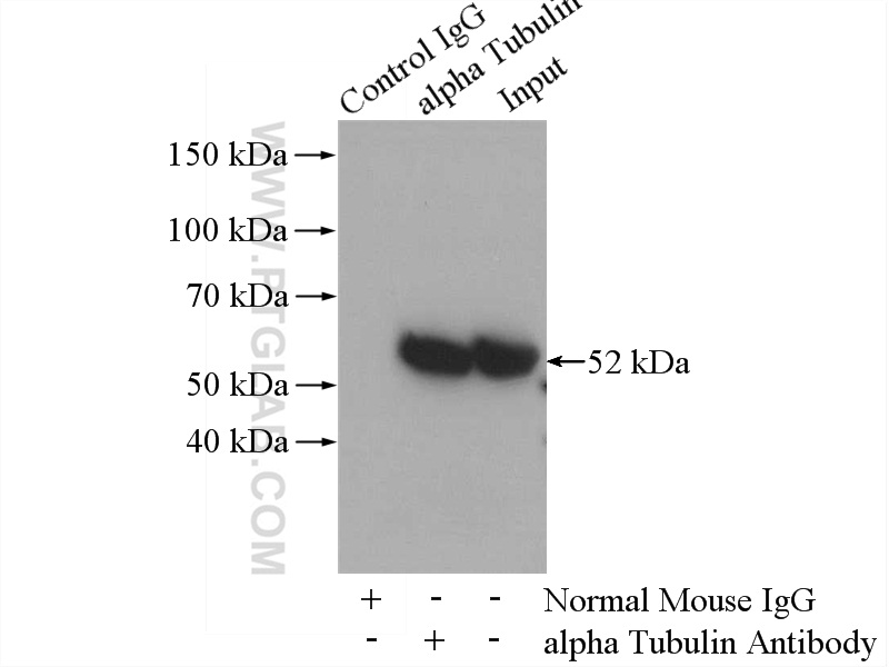HRP-conjugated Goat Anti-Rabbit IgG(H+L) (Cat No. SA00001-2 ) 15745引用文献 应用 ELISA, WB, Dot blot 偶联物 HRP 反应性 Rabbit Host Goat From ¥180 - ¥680 产品图片