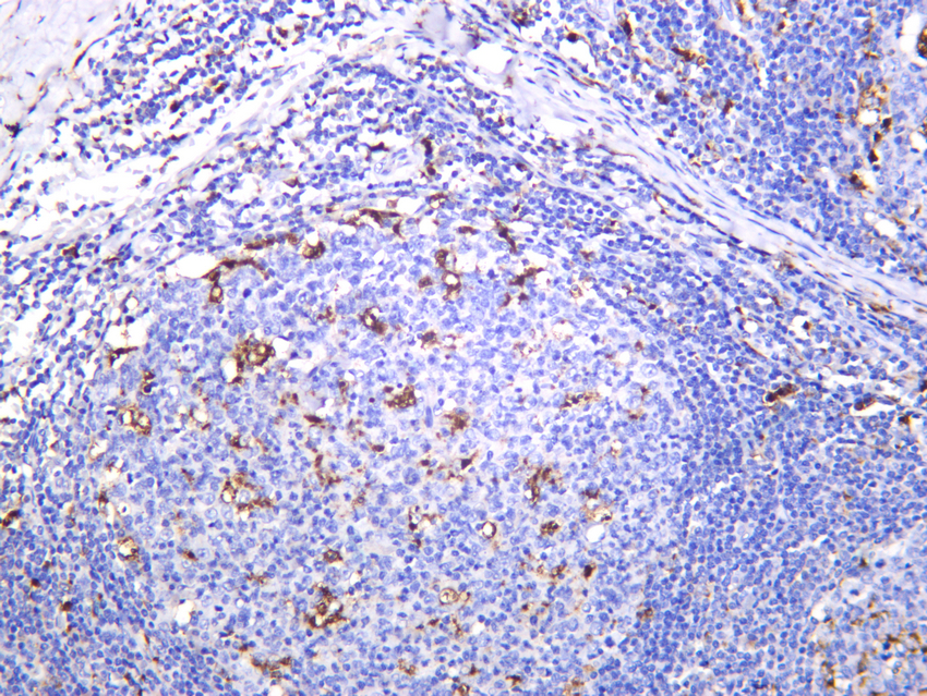 CD68 (ABT134) Rabbit mAb 产品图片