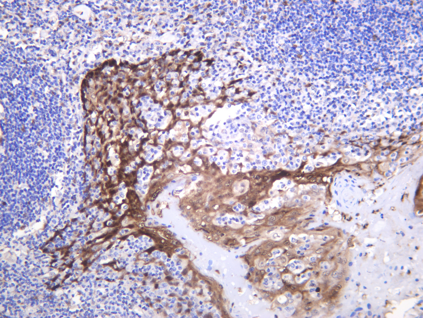 Hsp70 (ABT139) Rabbit mAb 产品图片