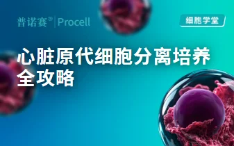 心脏原代分离总失败？一文讲透三类细胞培养要点 封面