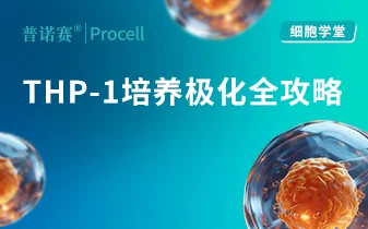 巨噬细胞研究必看！THP-1 培养、分化与极化全攻略 封面